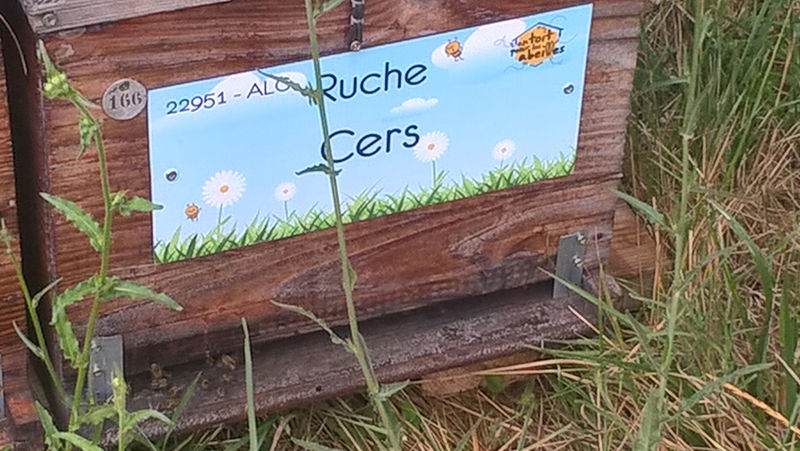 La ruche Cers