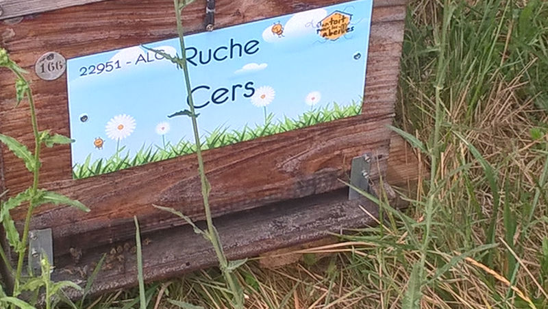La ruche Cers