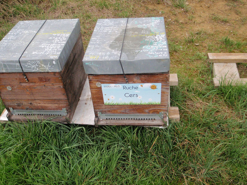 La ruche Cers