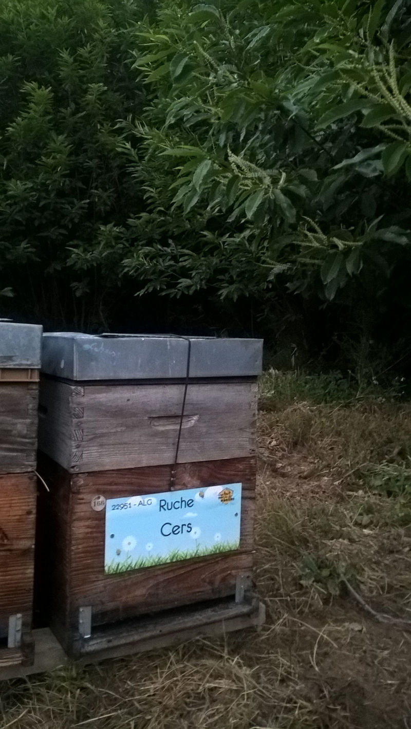 La ruche Cers