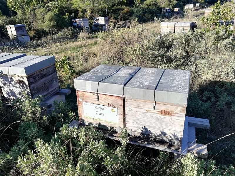 La ruche Cers