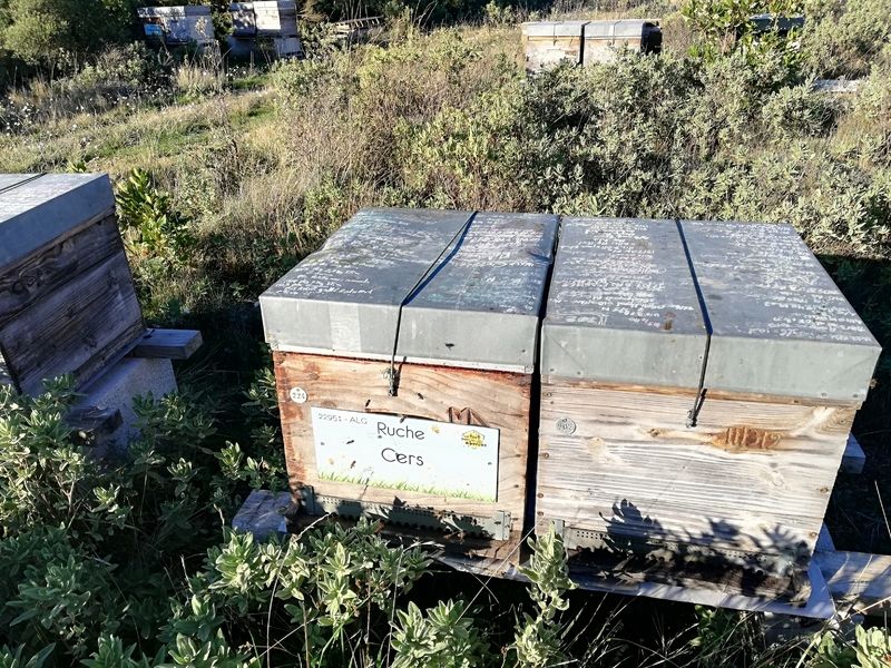 La ruche Cers