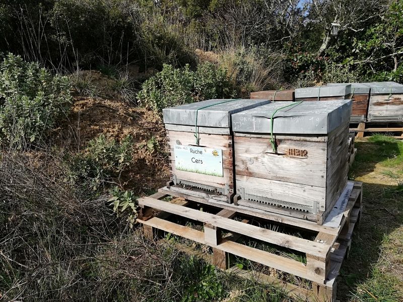 La ruche Cers
