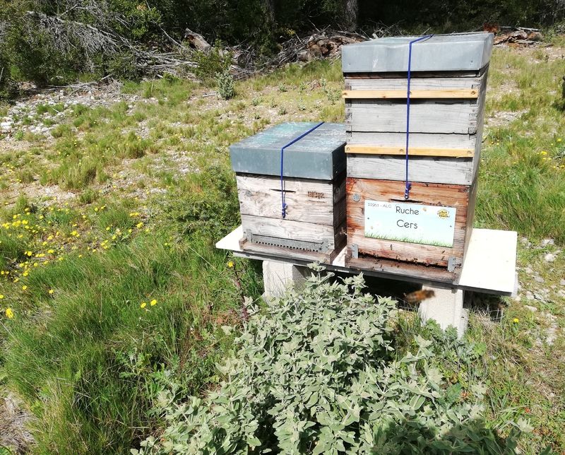 La ruche Cers