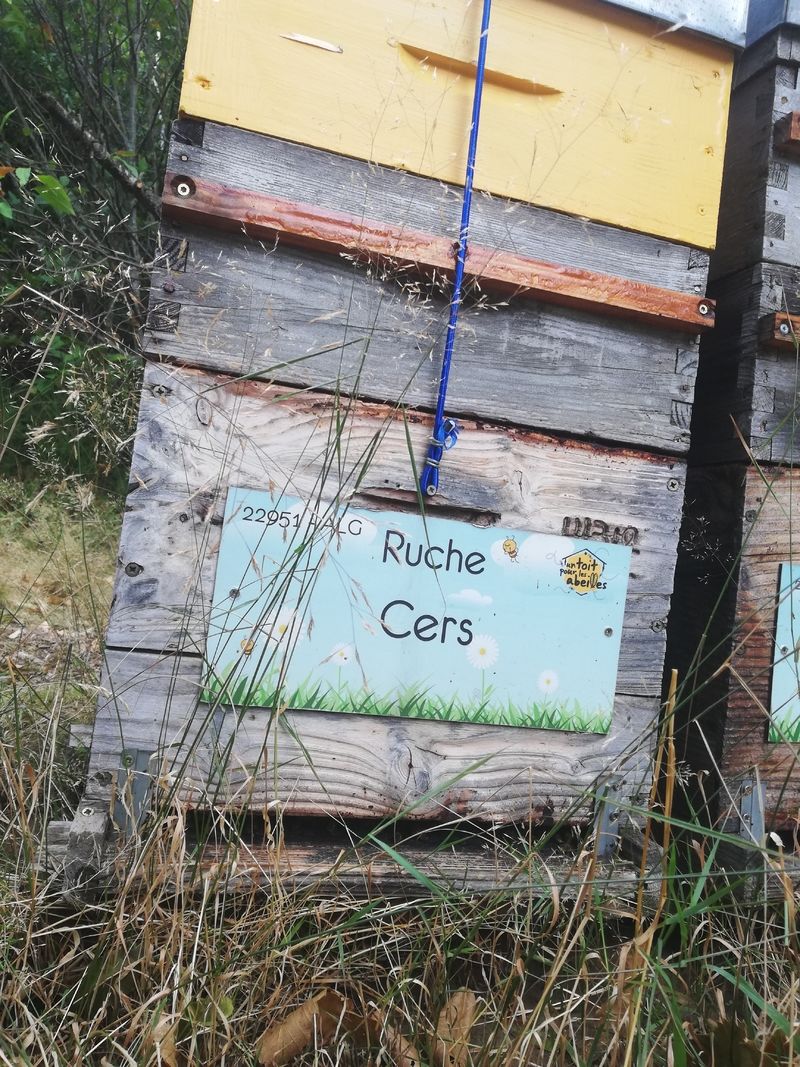 La ruche Cers