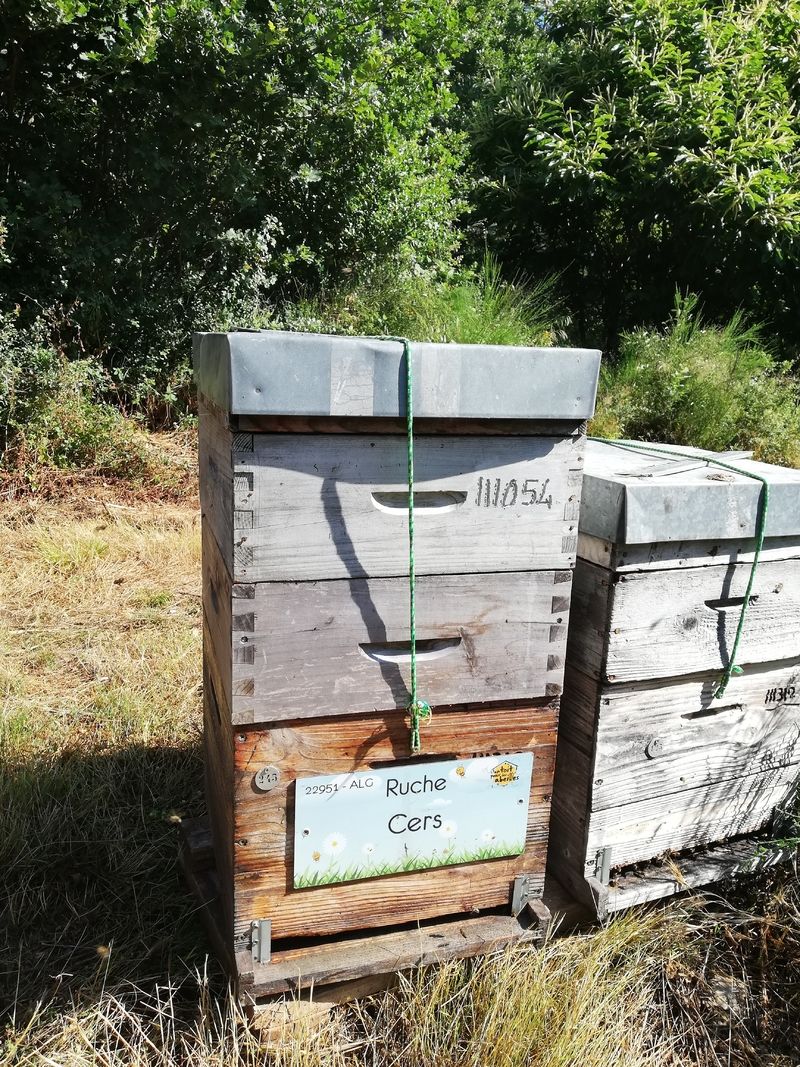 La ruche Cers