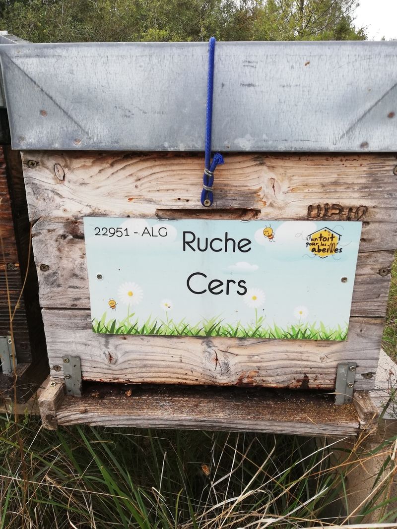 La ruche Cers