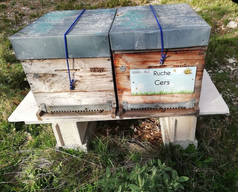 La ruche Cers