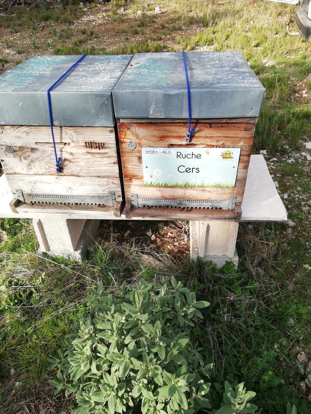 La ruche Cers