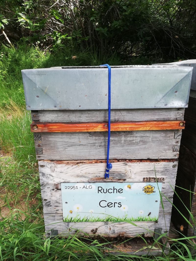 La ruche Cers
