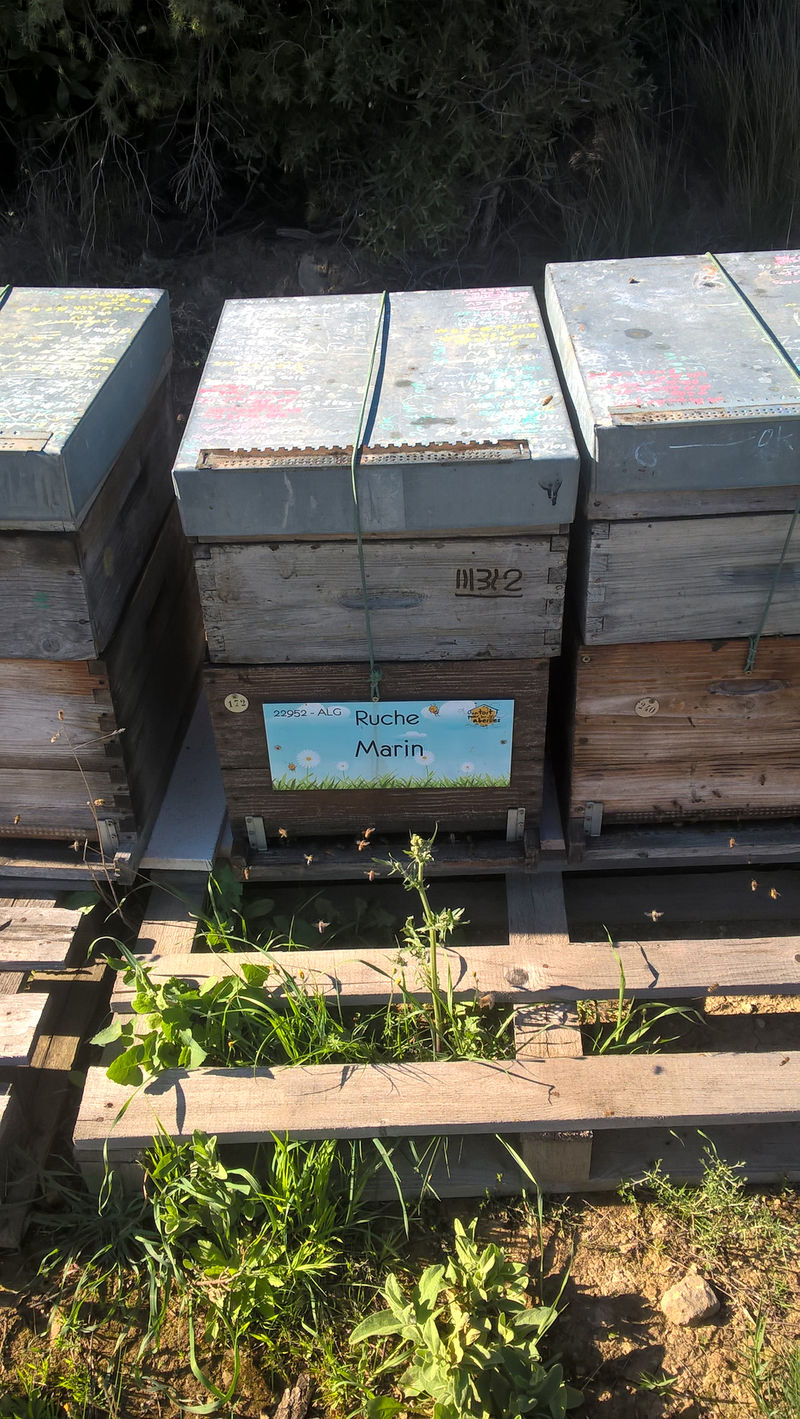 La ruche Marin