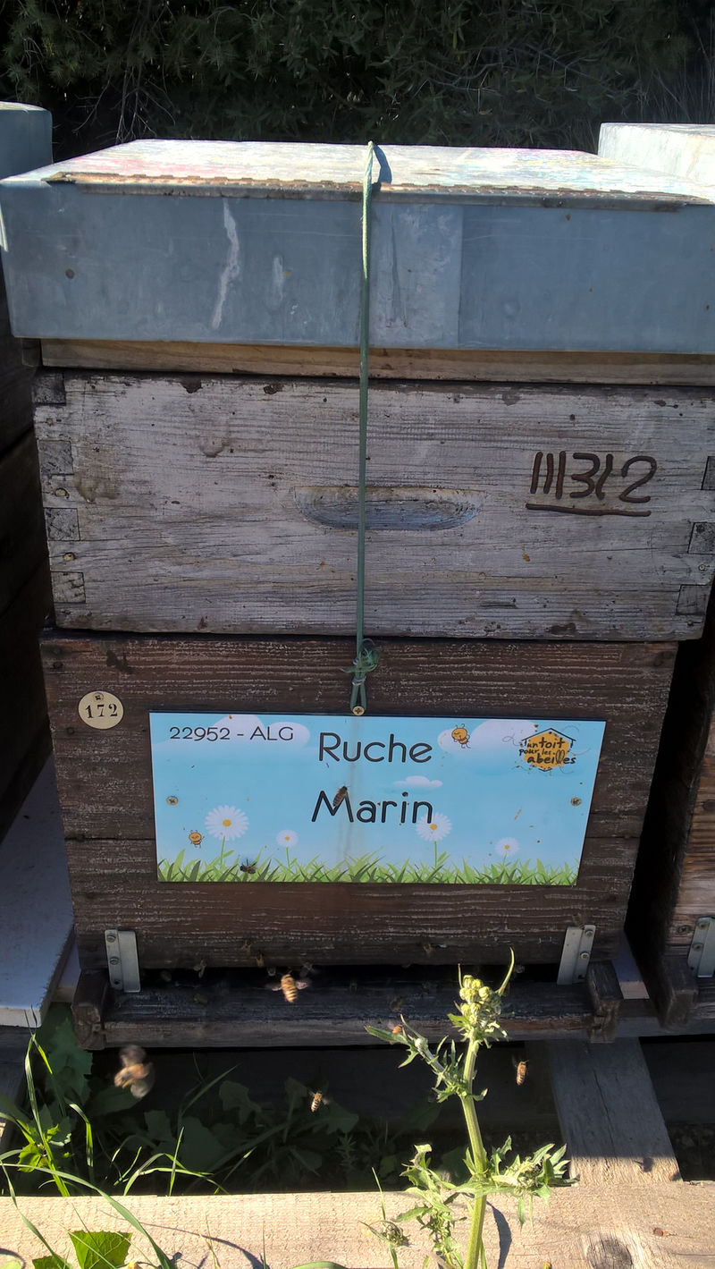 La ruche Marin
