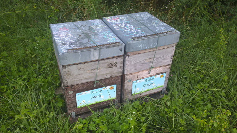 La ruche Marin