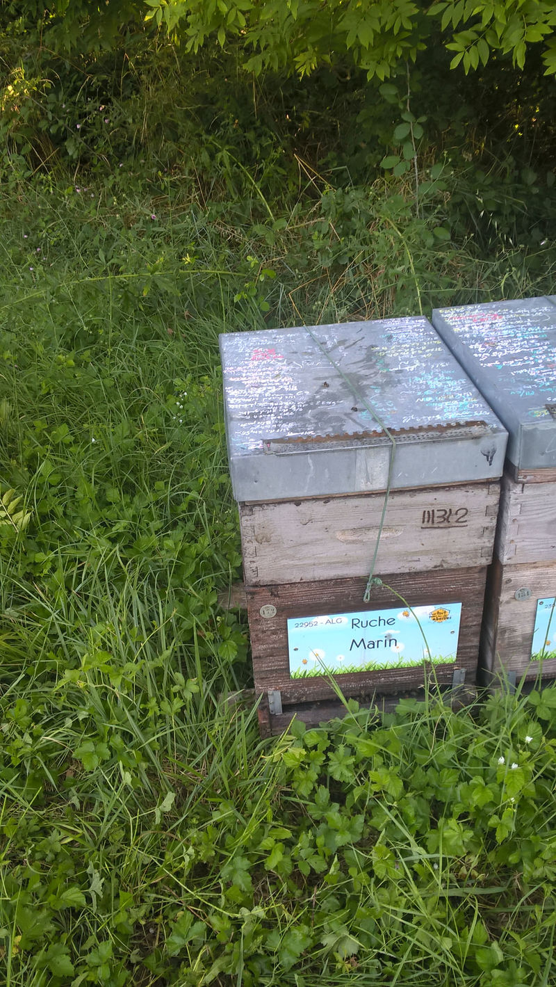La ruche Marin