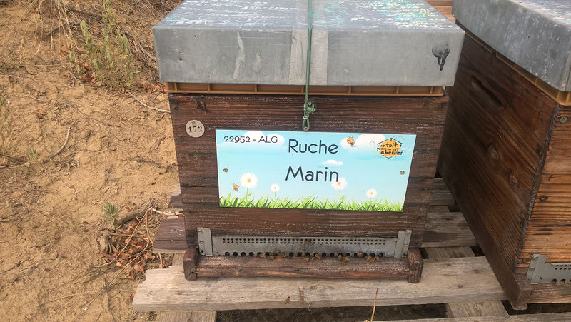 La ruche Marin