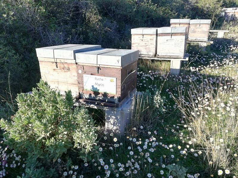 La ruche Marin