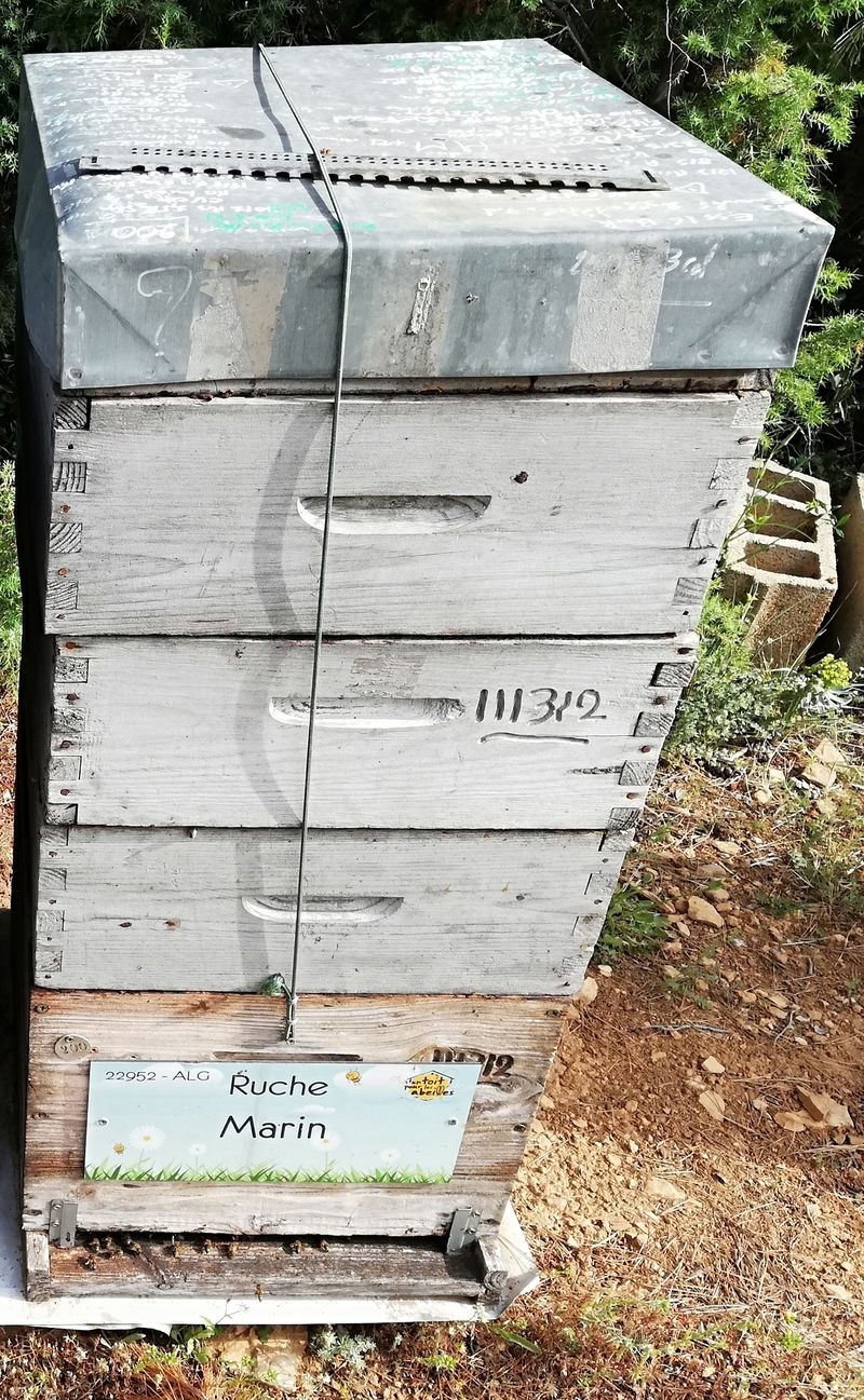 La ruche Marin