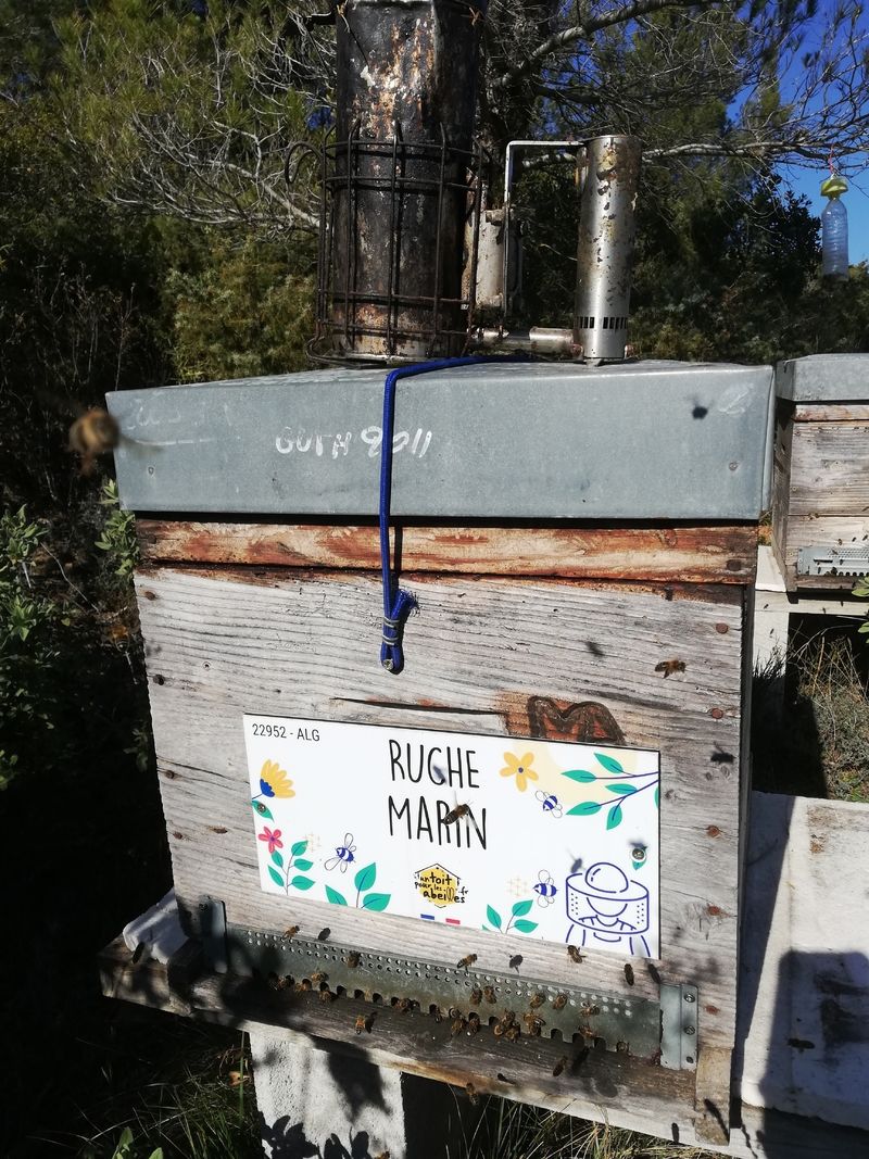 La ruche Marin