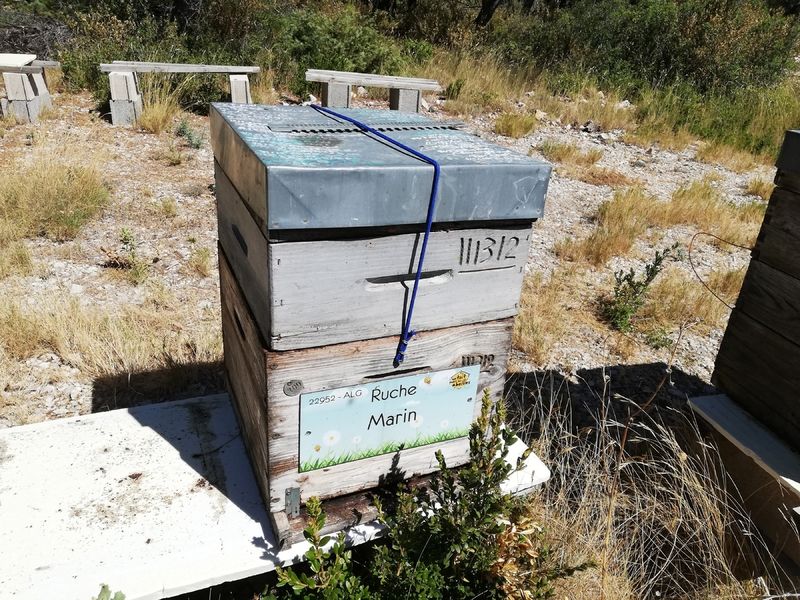 La ruche Marin