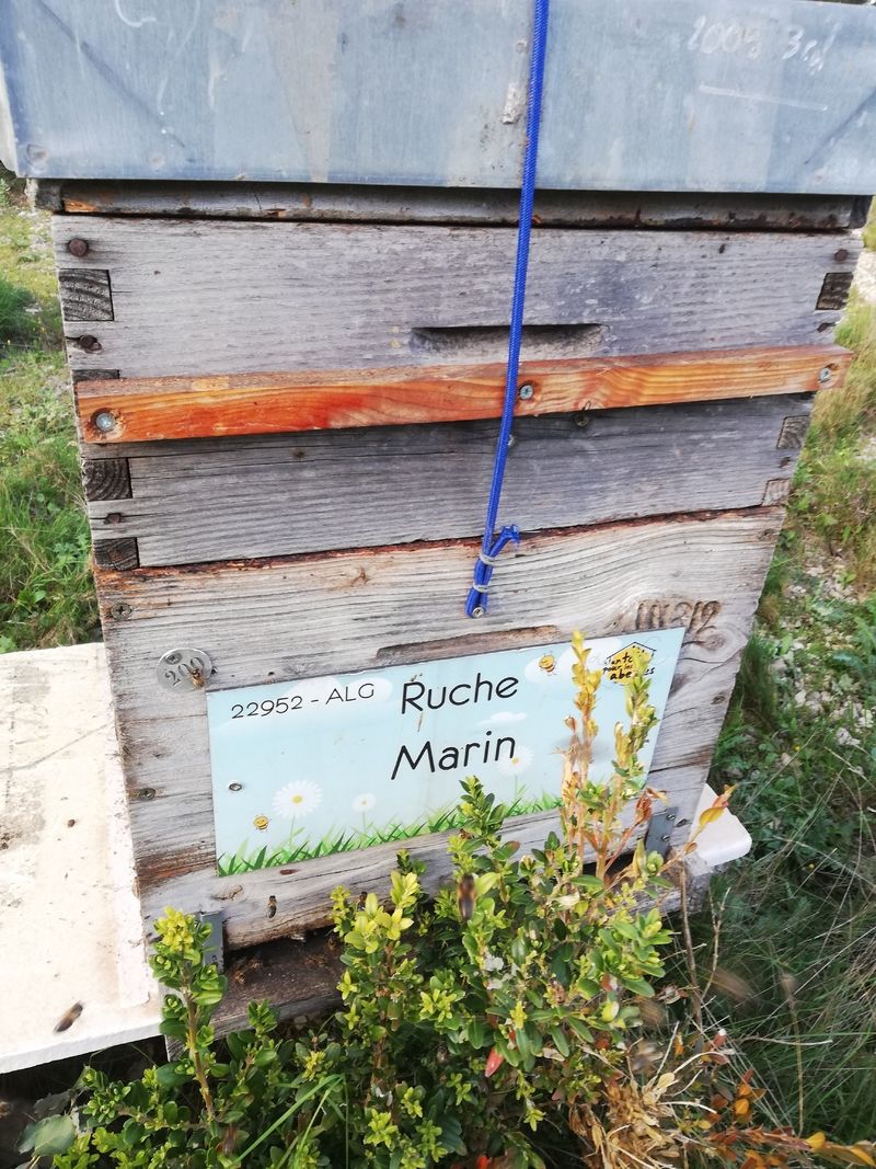 La ruche Marin