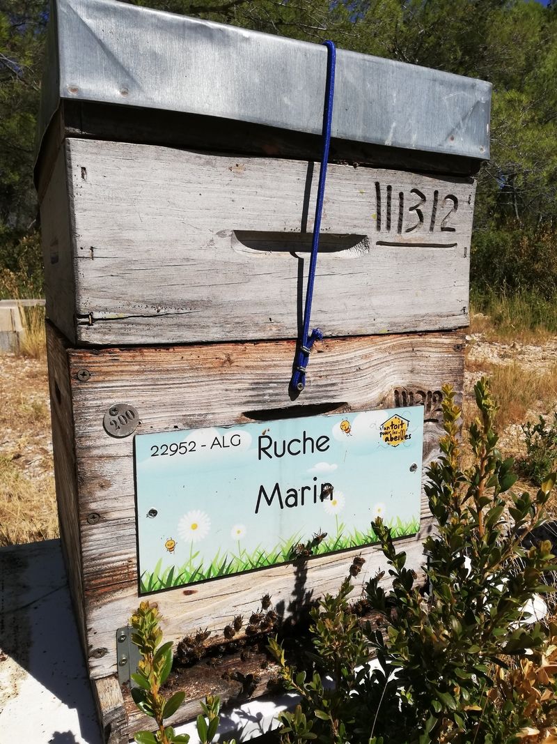 La ruche Marin