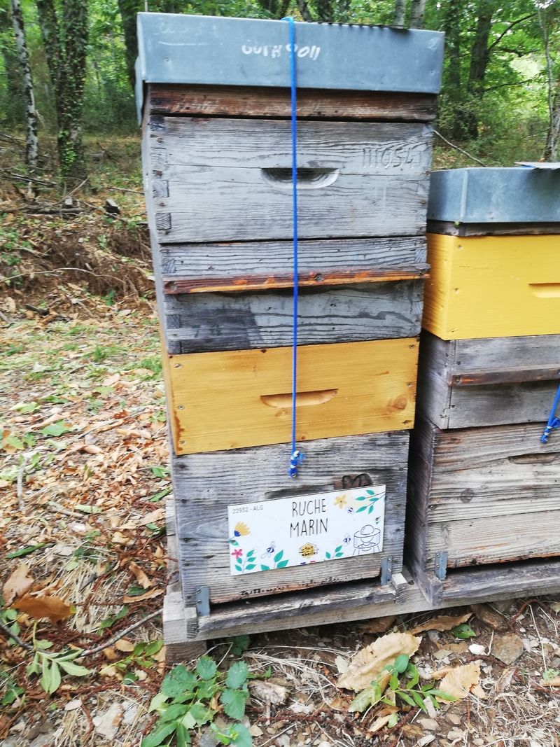 La ruche Marin