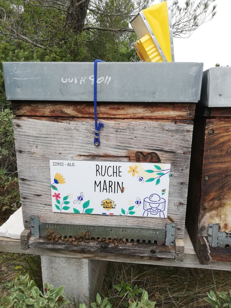 La ruche Marin