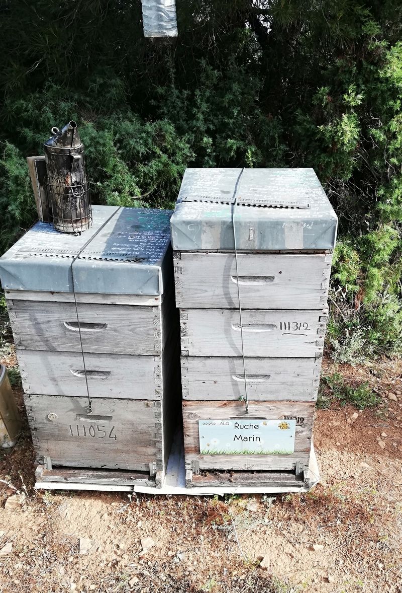 La ruche Marin