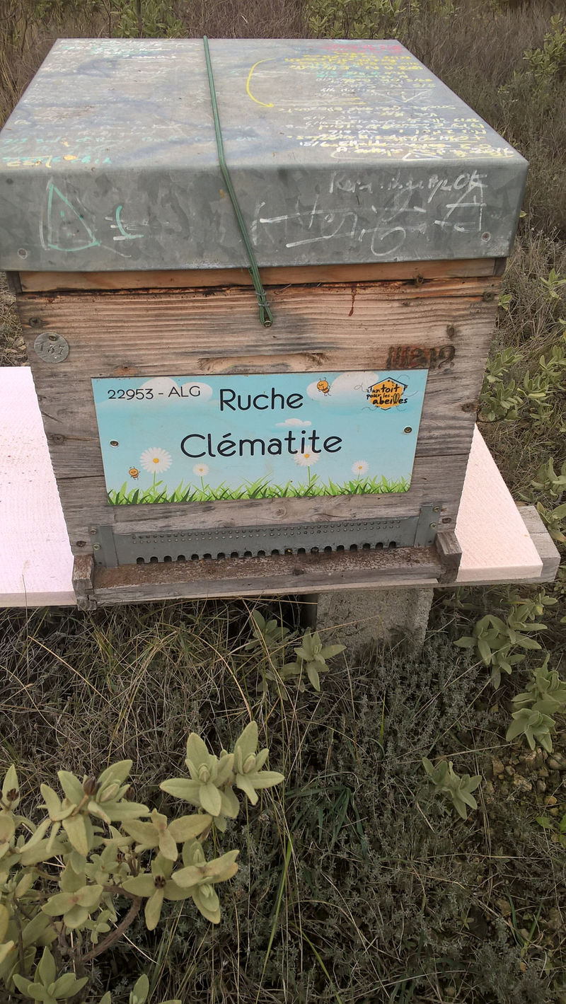 La ruche Clématite
