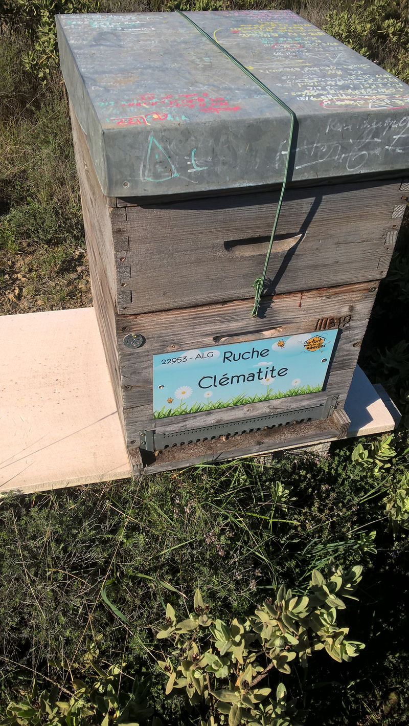 La ruche Clématite