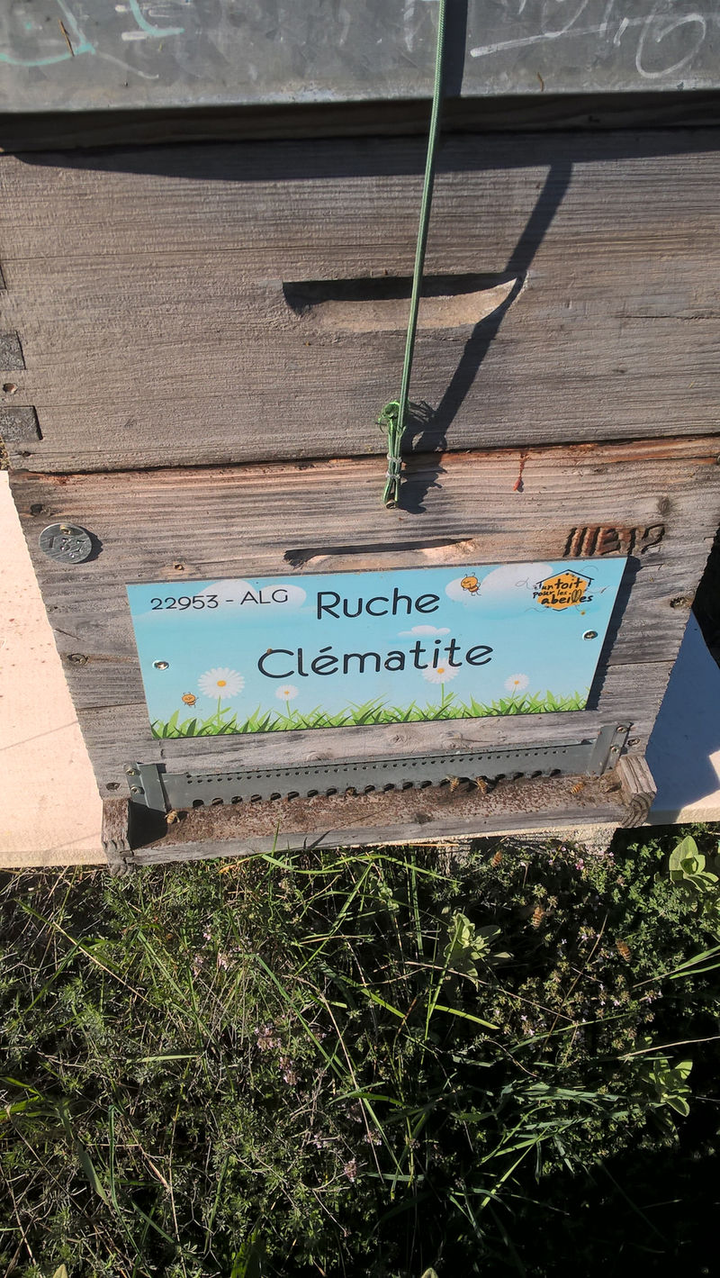 La ruche Clématite