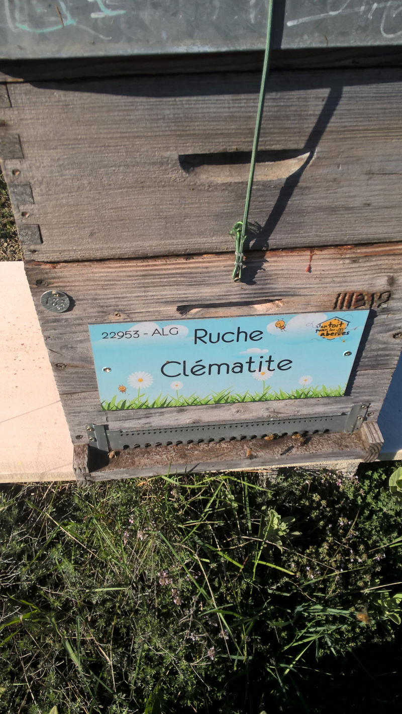 La ruche Clématite