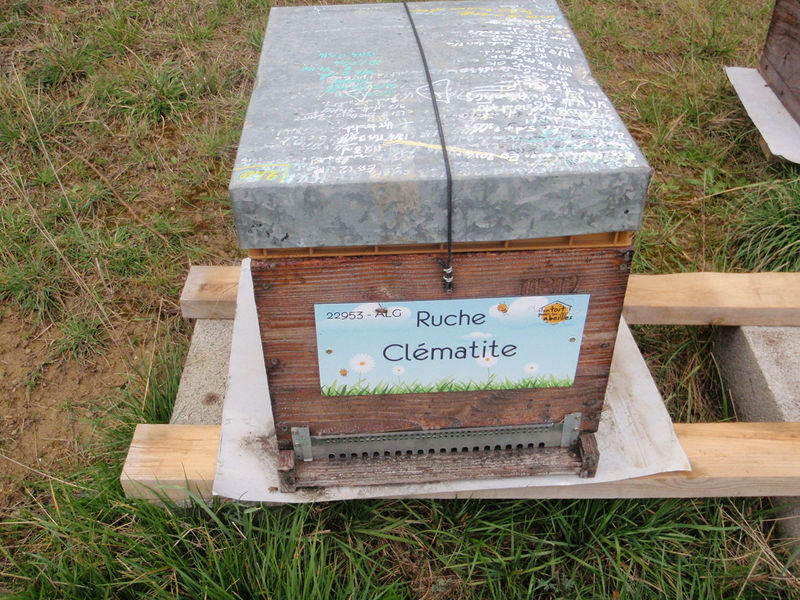 La ruche Clématite
