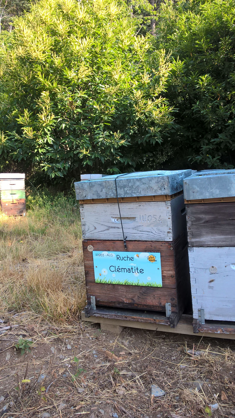 La ruche Clématite