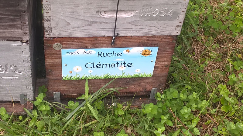 La ruche Clématite