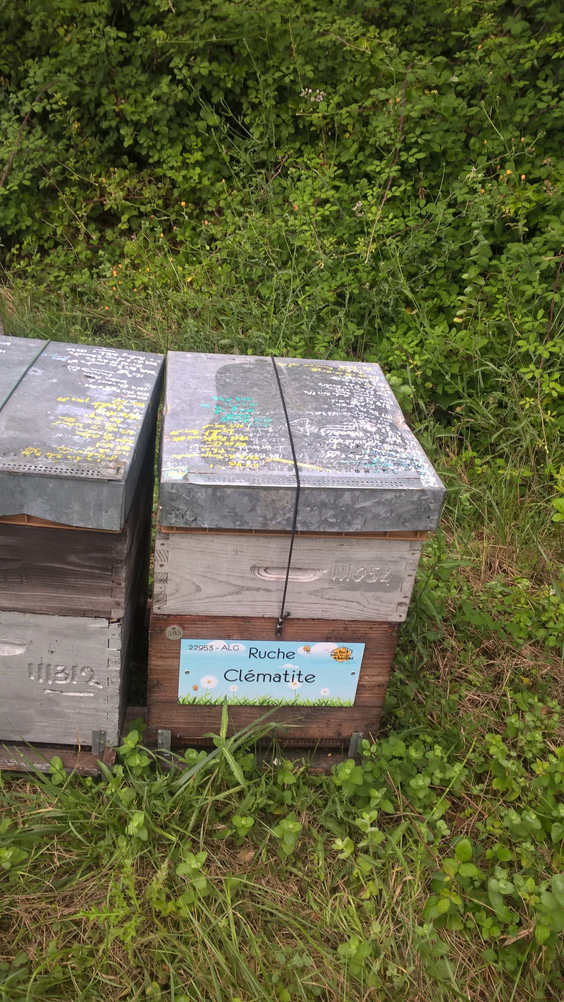 La ruche Clématite