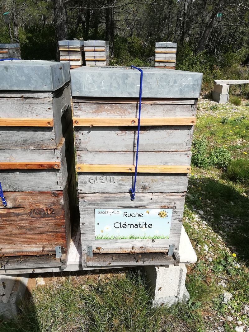 La ruche Clématite