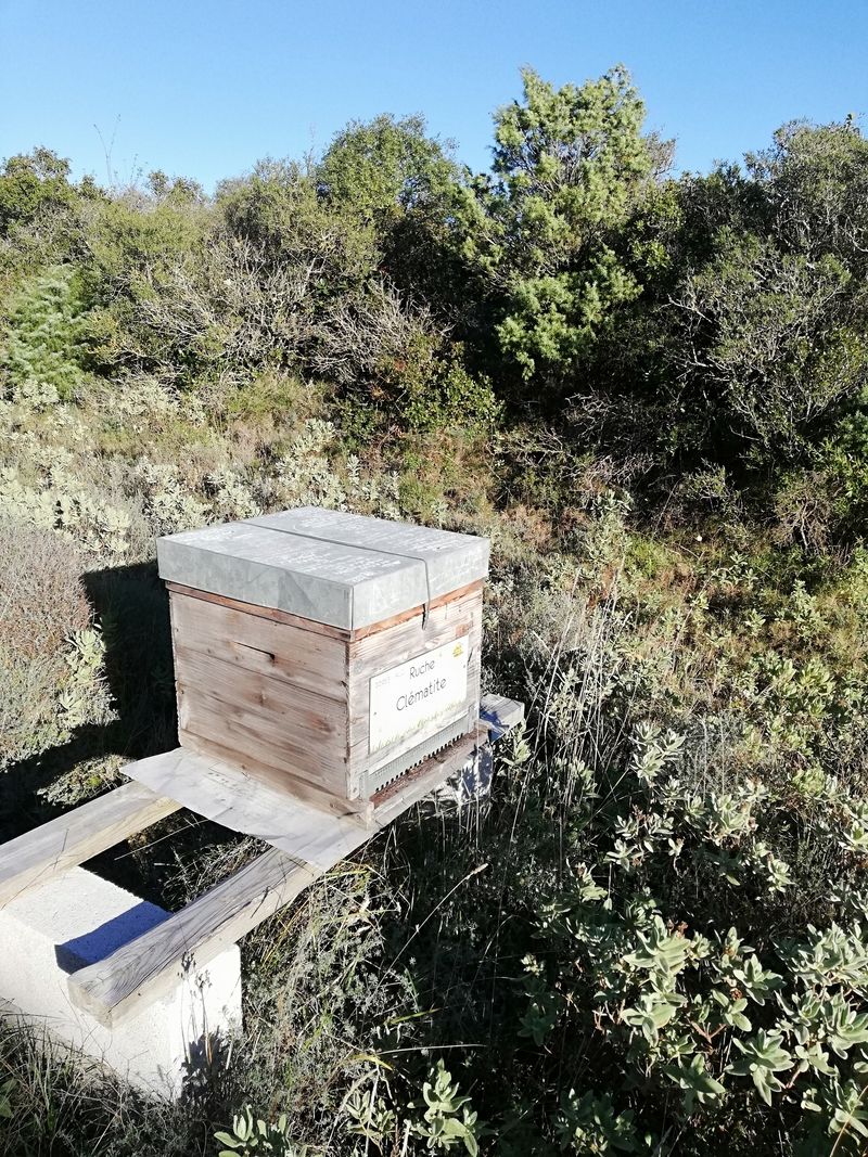 La ruche Clématite