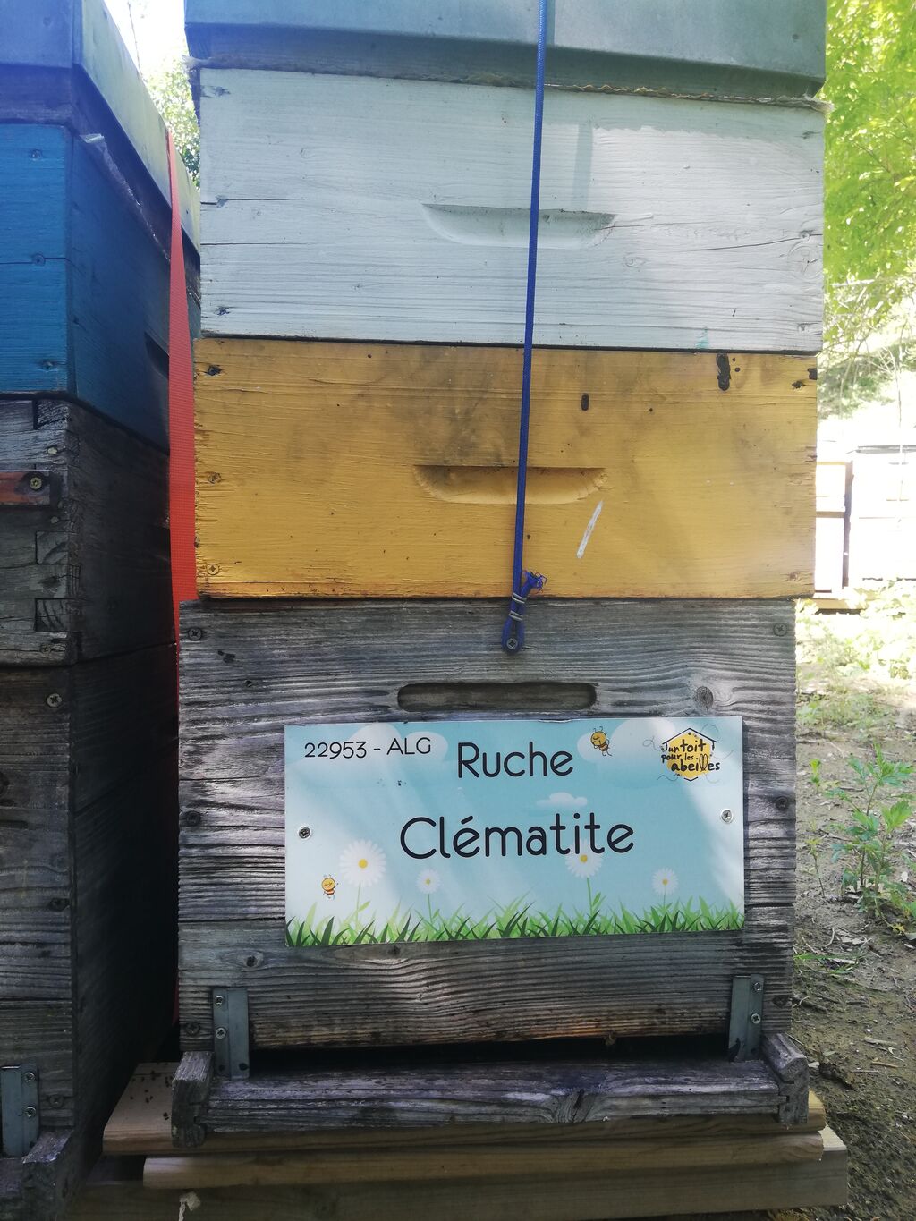 La ruche Clématite