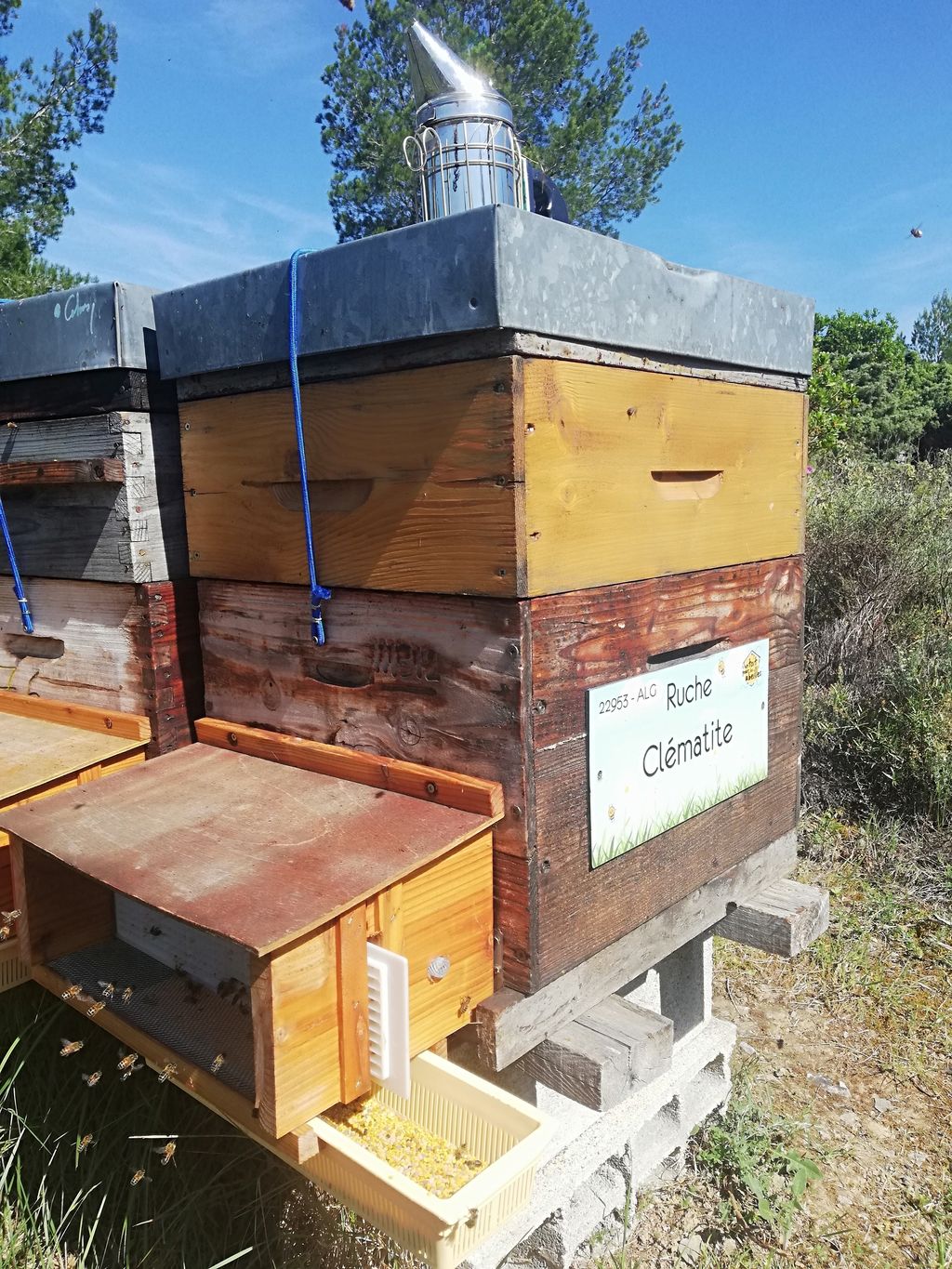 La ruche Clématite
