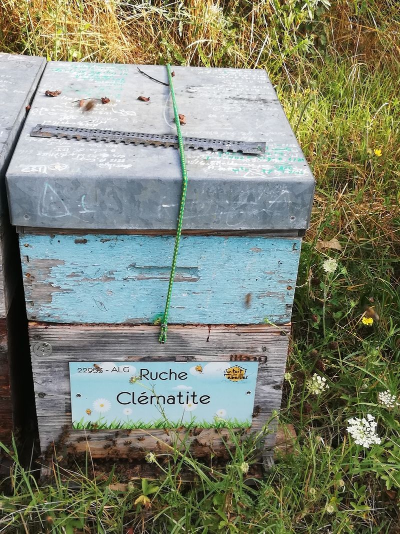 La ruche Clématite