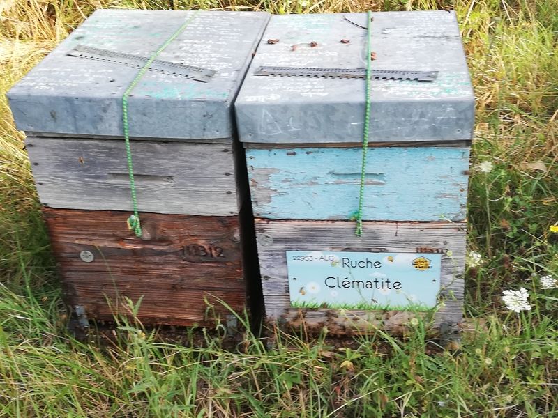 La ruche Clématite