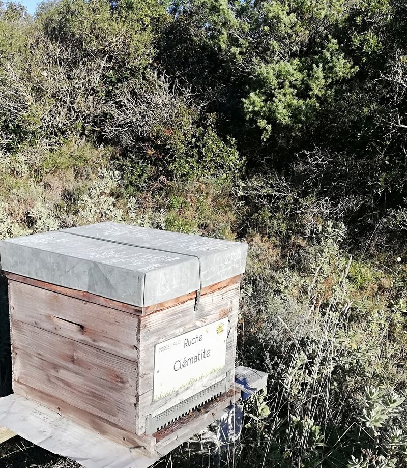 La ruche Clématite