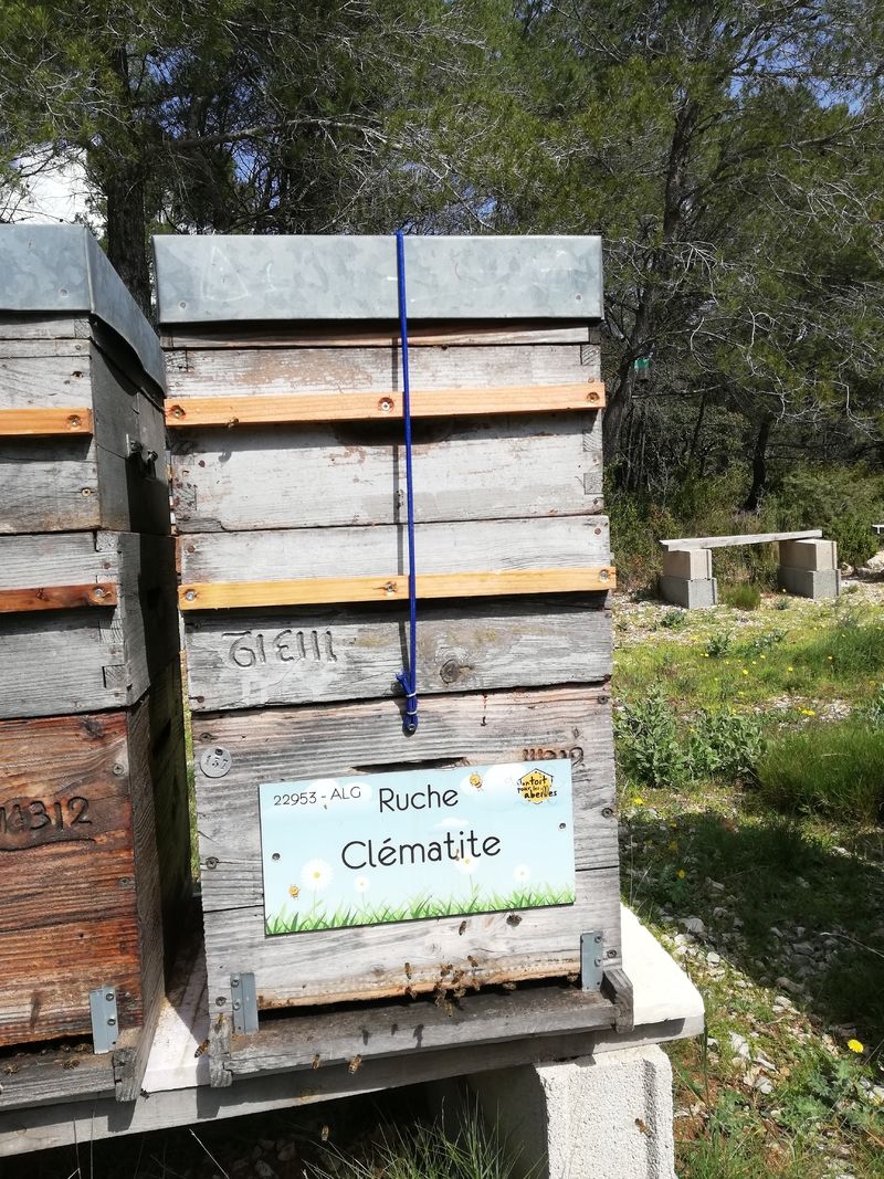La ruche Clématite