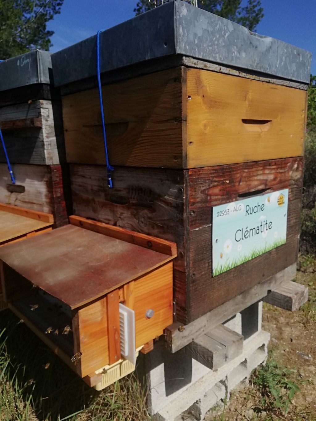 La ruche Clématite