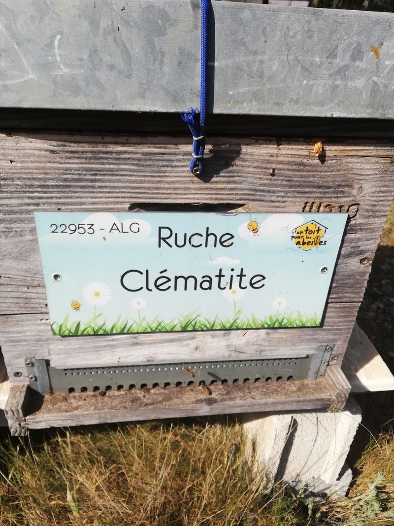 La ruche Clématite