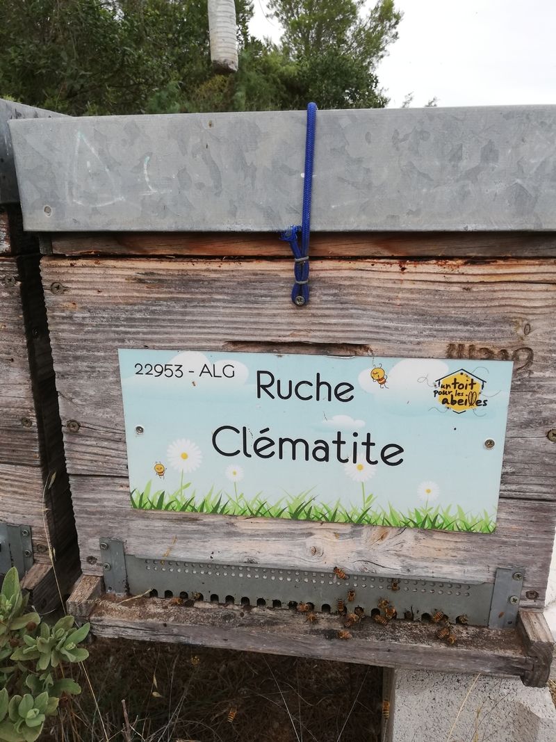 La ruche Clématite