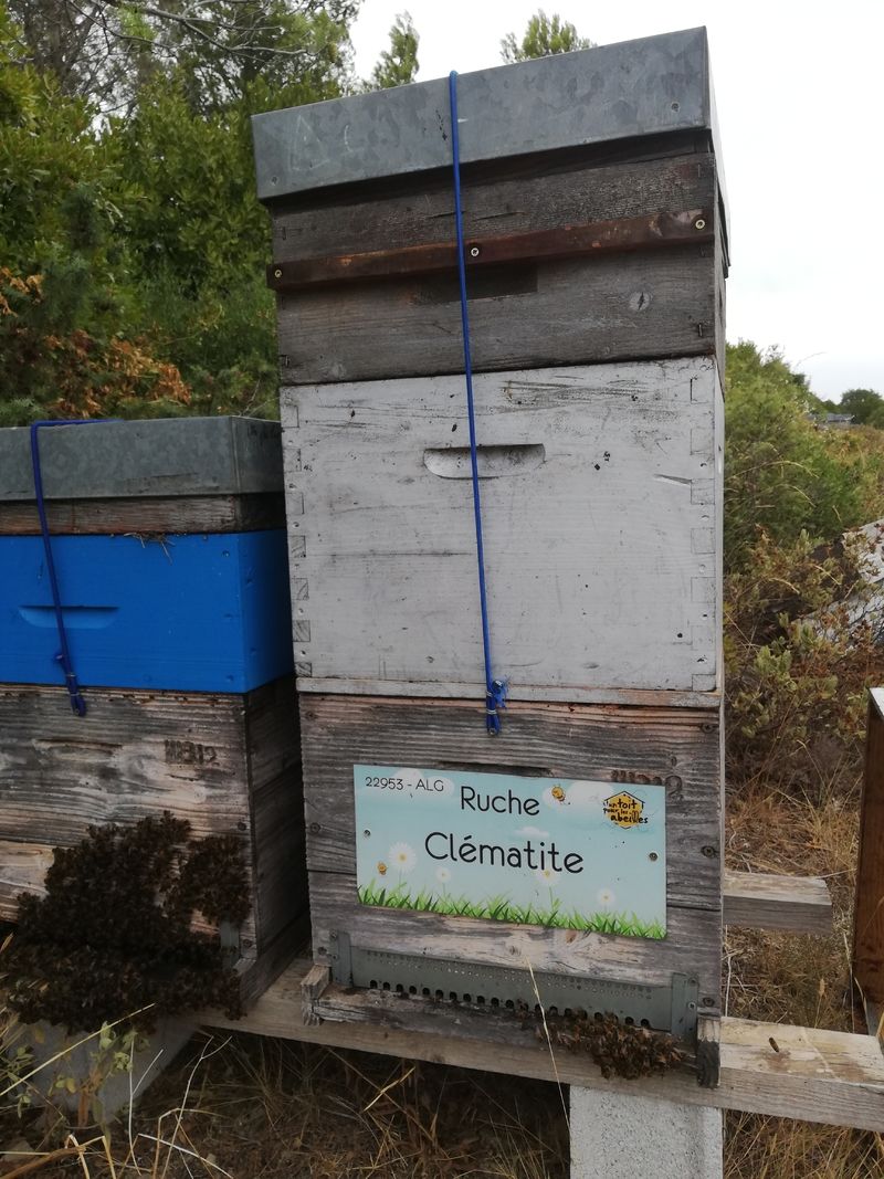 La ruche Clématite