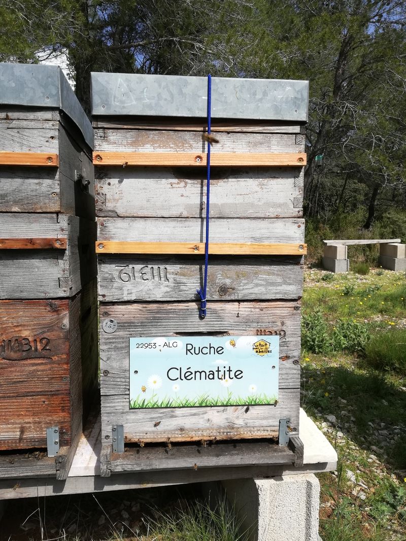 La ruche Clématite