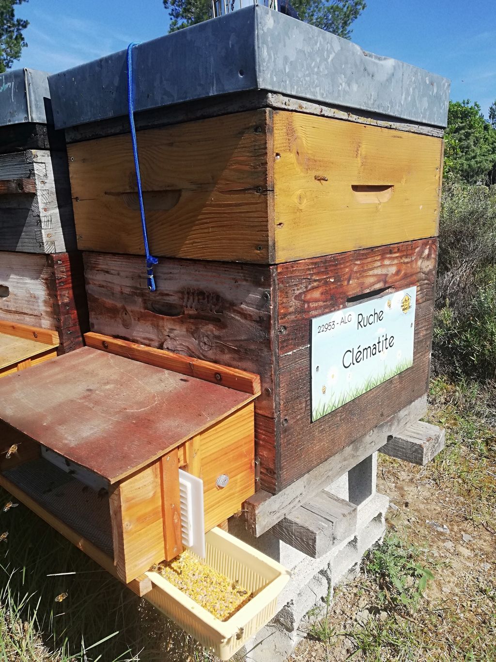 La ruche Clématite